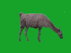 綠色屏幕上的羊駝-視頻素材